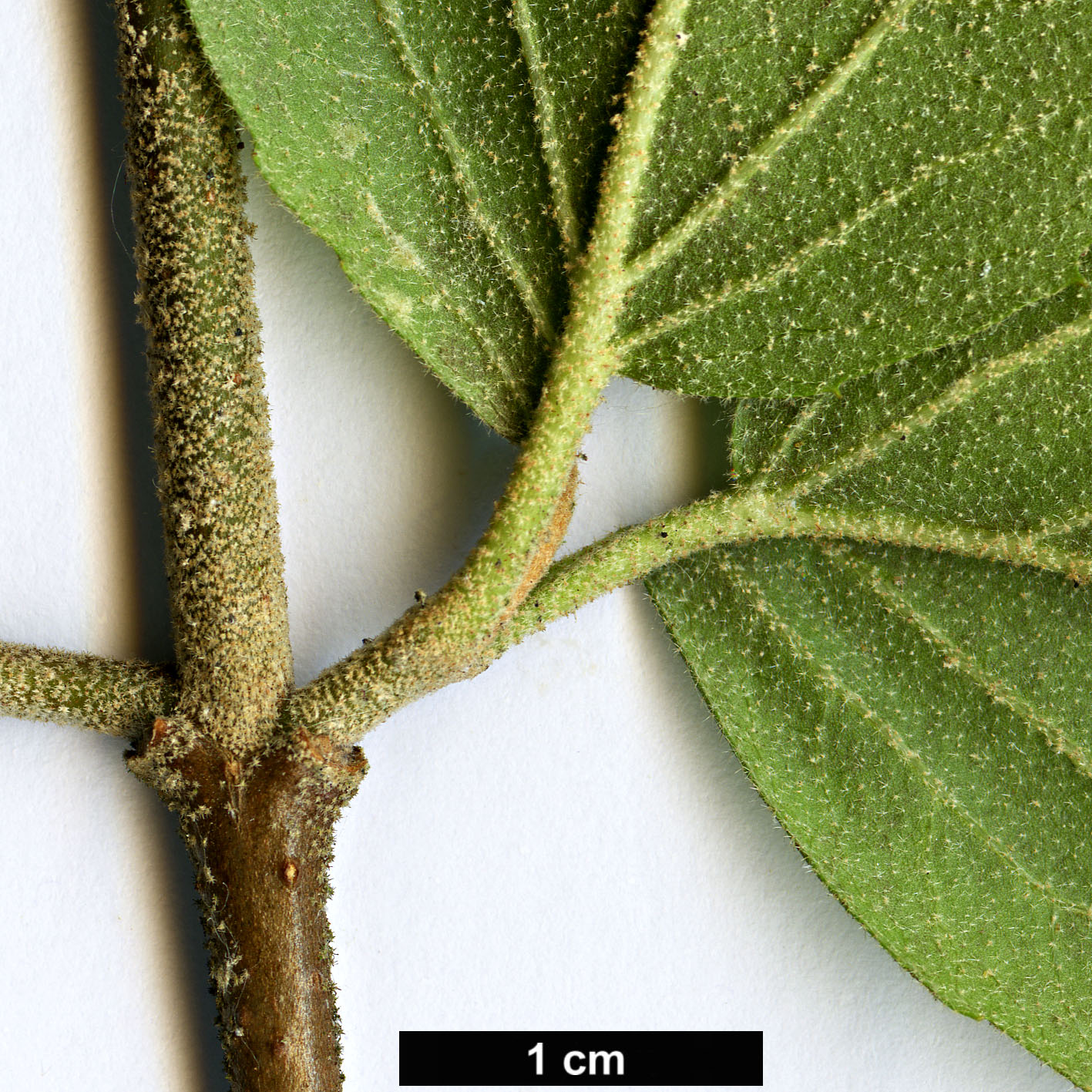 High resolution image: Family: Adoxaceae - Genus: Viburnum - Taxon: ×carlcephalum (V.carlesii × V.macrocephalum)